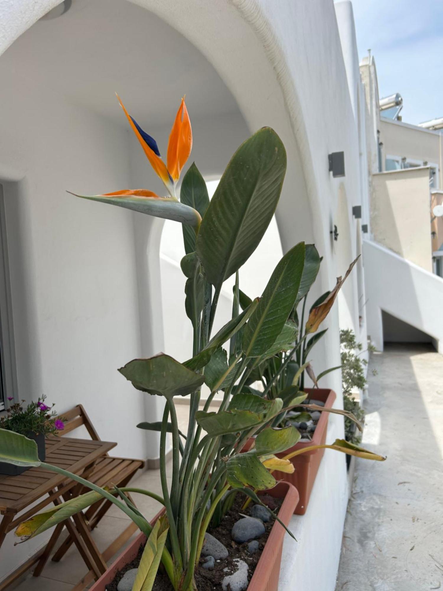 To Spitaki Sas, In Santorini! Mesaria Exterior foto